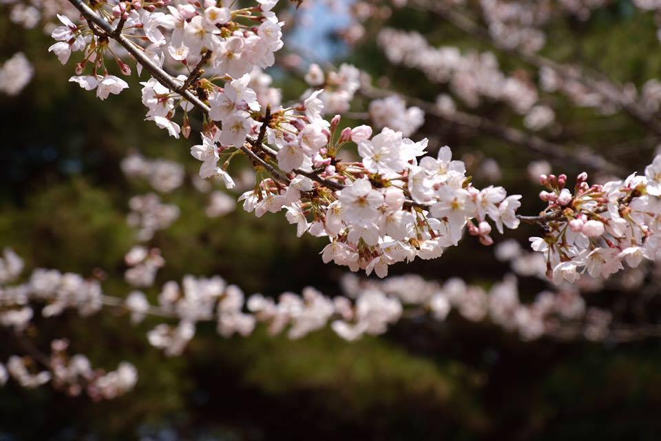 If love and hate: Thoughts on My Time in Seoul