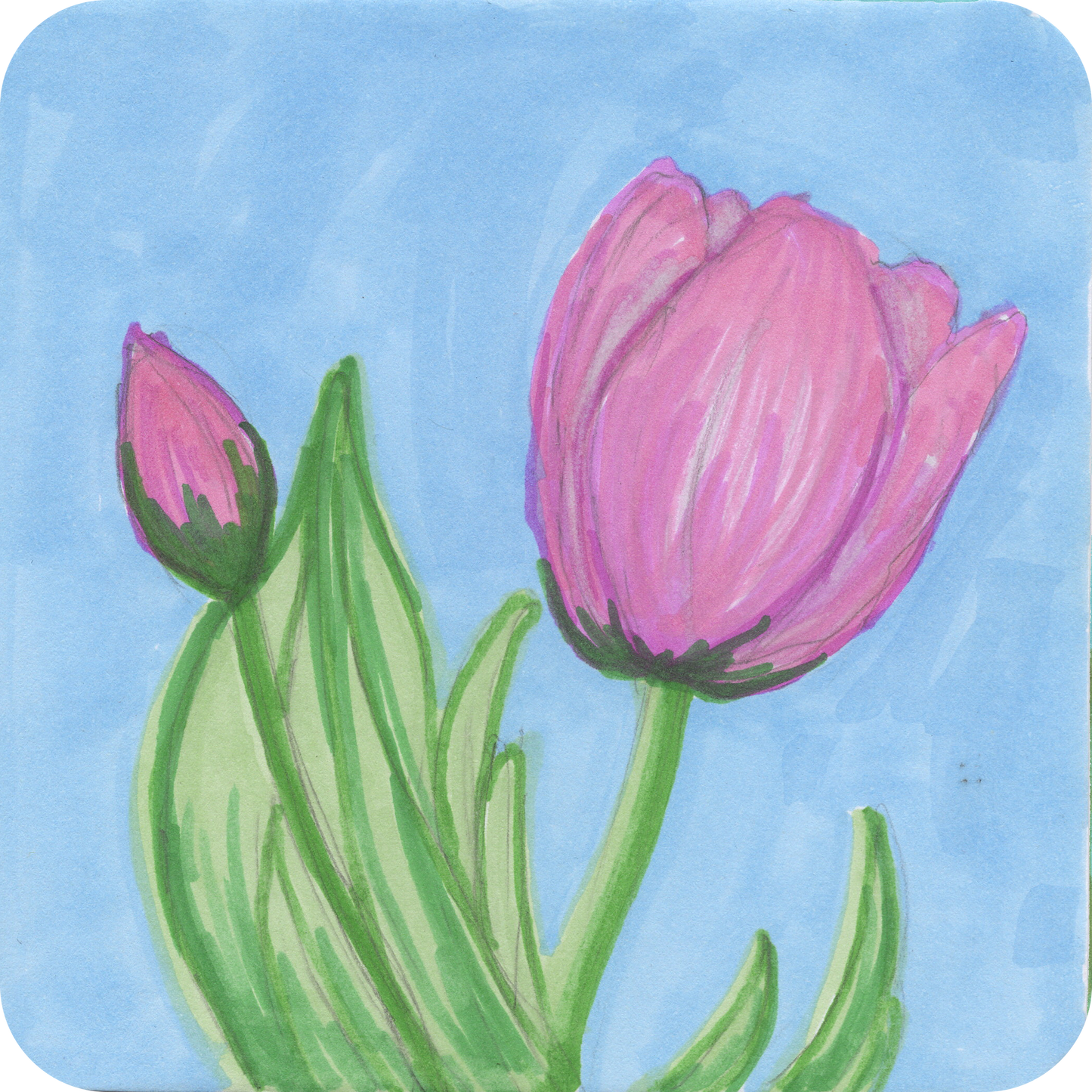 Tulips - Short n' Sweet Collection